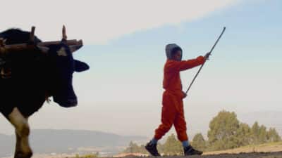 Person in an orange jumpsuit leading a cow